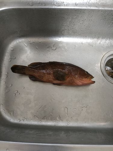 キジハタの釣果