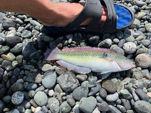 ベラの釣果