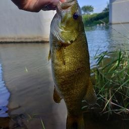 スモールマウスバス