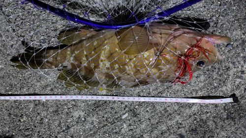 アコウの釣果