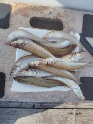 キスの釣果