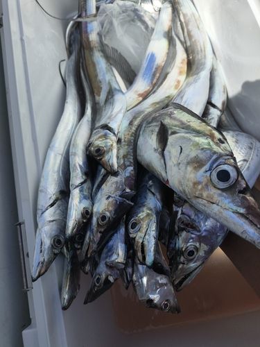 タチウオの釣果