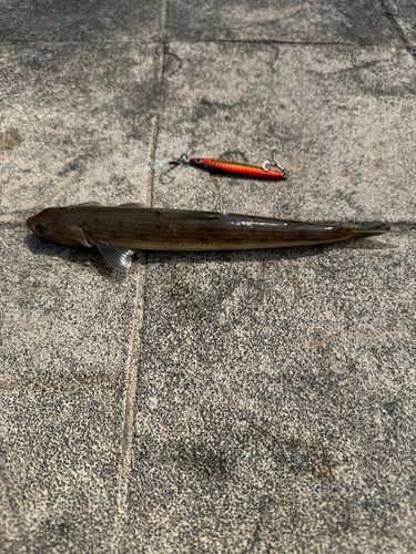 エソの釣果