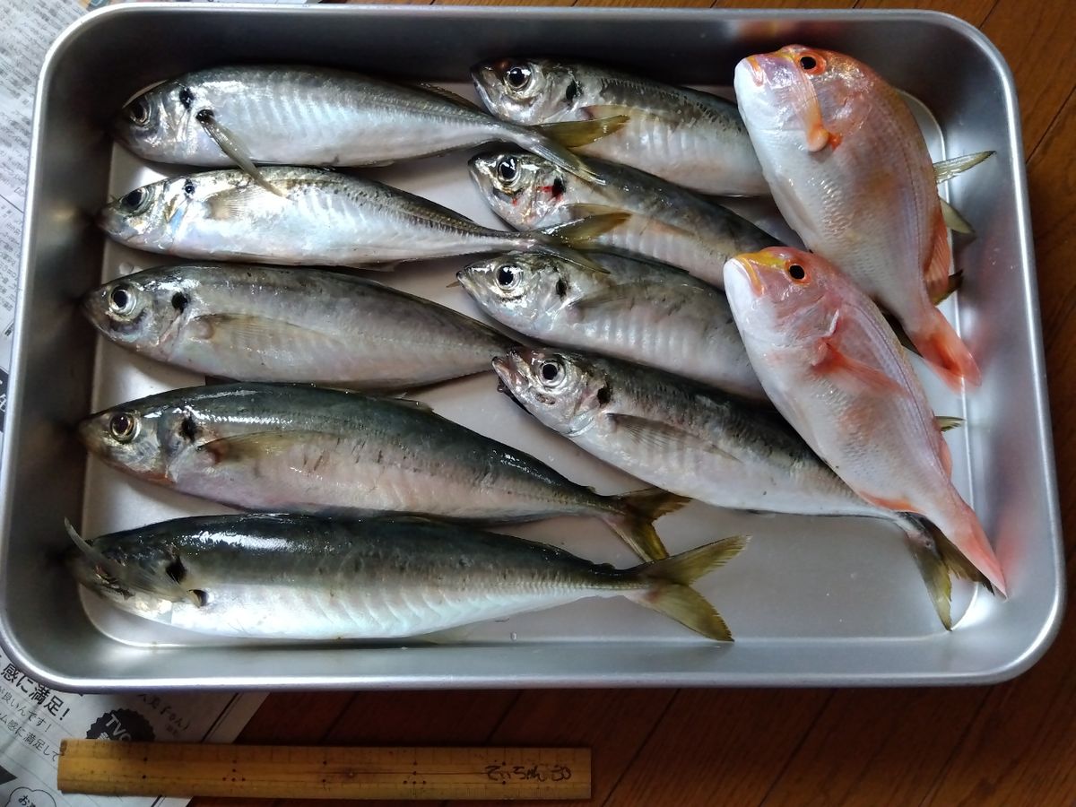 てぃちゃんさんの釣果 3枚目の画像