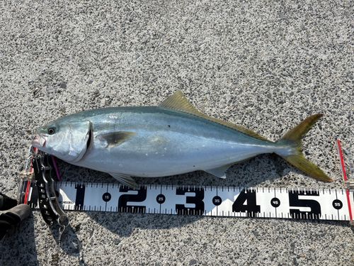 イナダの釣果