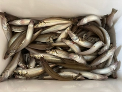 シロギスの釣果