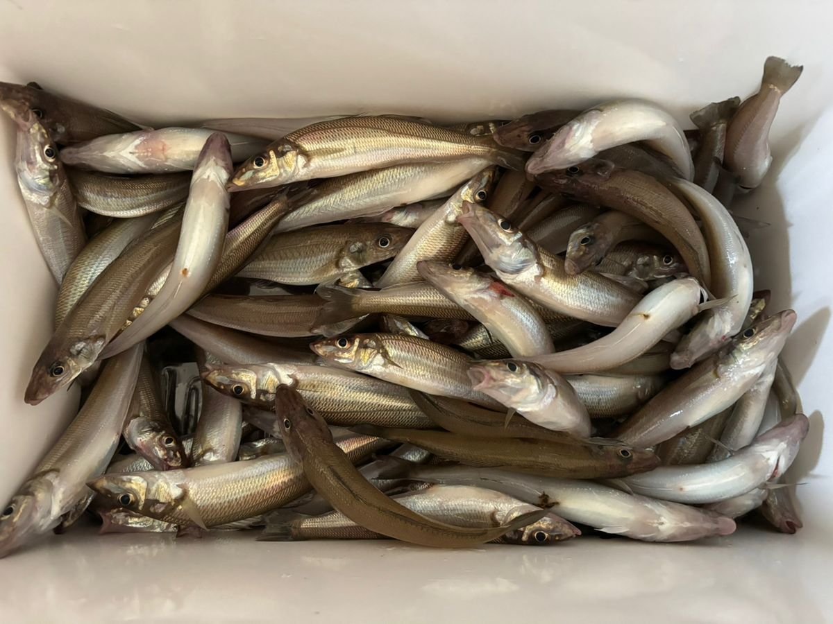 ステルスさんの釣果 1枚目の画像