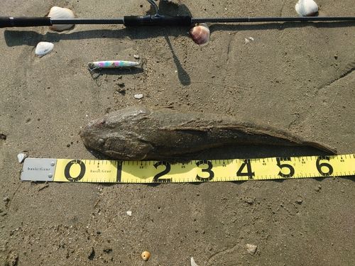 マゴチの釣果