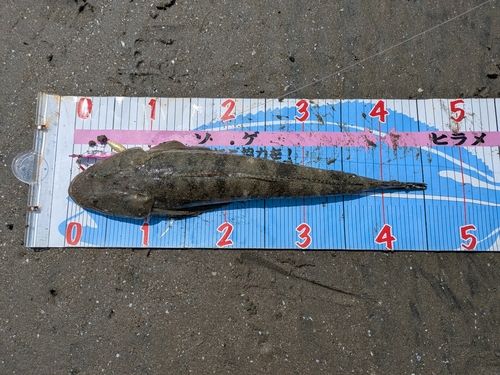 マゴチの釣果