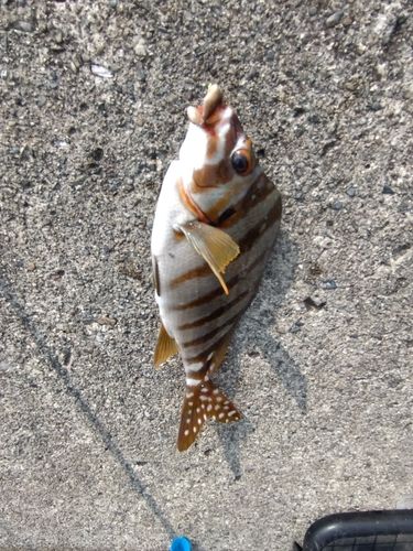 タカノハダイ