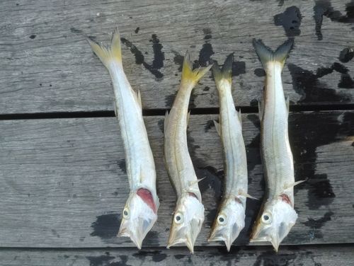 カマスの釣果