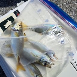 アジ