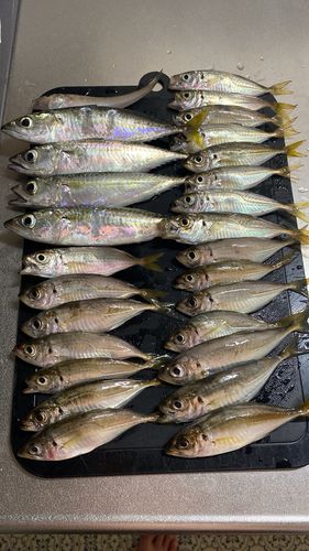 アジの釣果