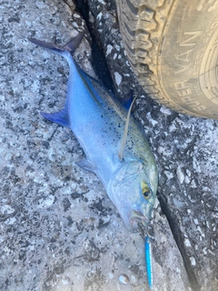 カスミアジの釣果