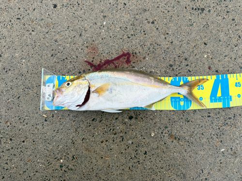 ネリゴの釣果