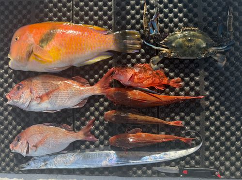 イラの釣果