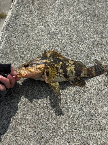 ベッコウゾイの釣果