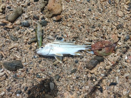 コトヒキの釣果