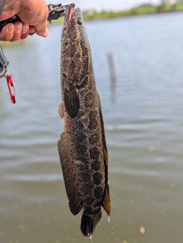 ライギョの釣果