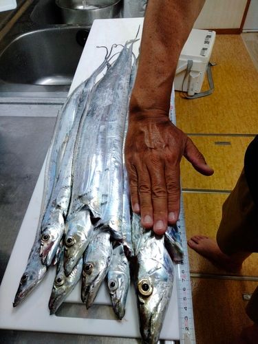 タチウオの釣果