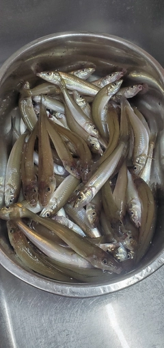 キスの釣果