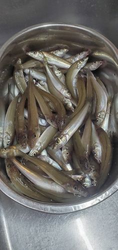 キスの釣果