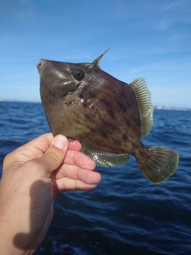 カワハギの釣果