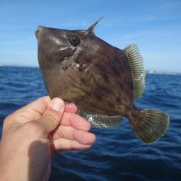 カワハギ