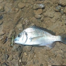 ミナミクロダイ