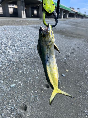 シイラの釣果