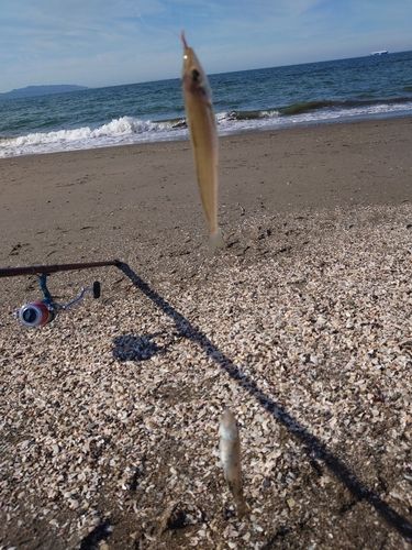 シロギスの釣果