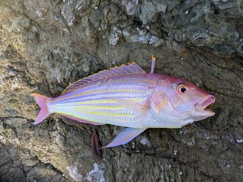 イトヨリダイの釣果