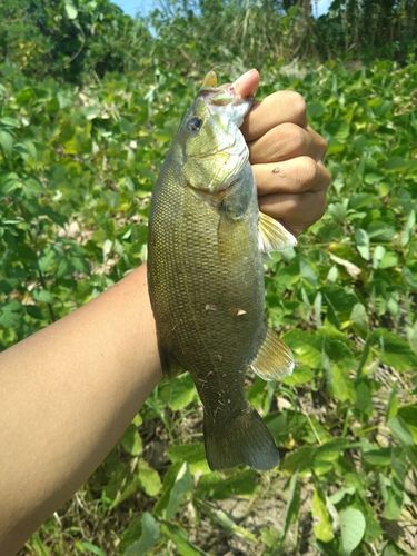 ニホンナマズの釣果