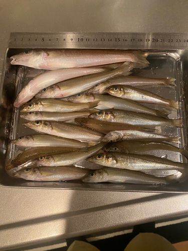 キスの釣果