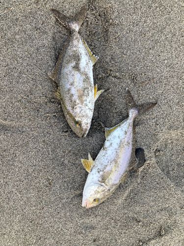 ショゴの釣果
