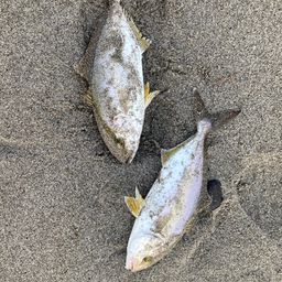 ショゴ