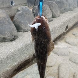 マゴチ