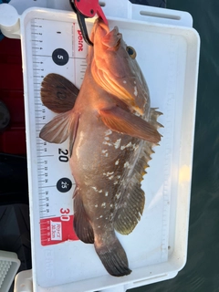 アコウの釣果