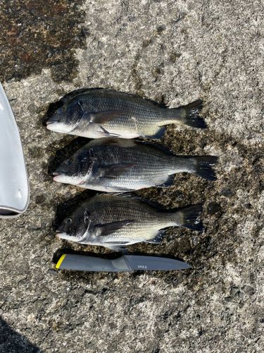 クロダイの釣果