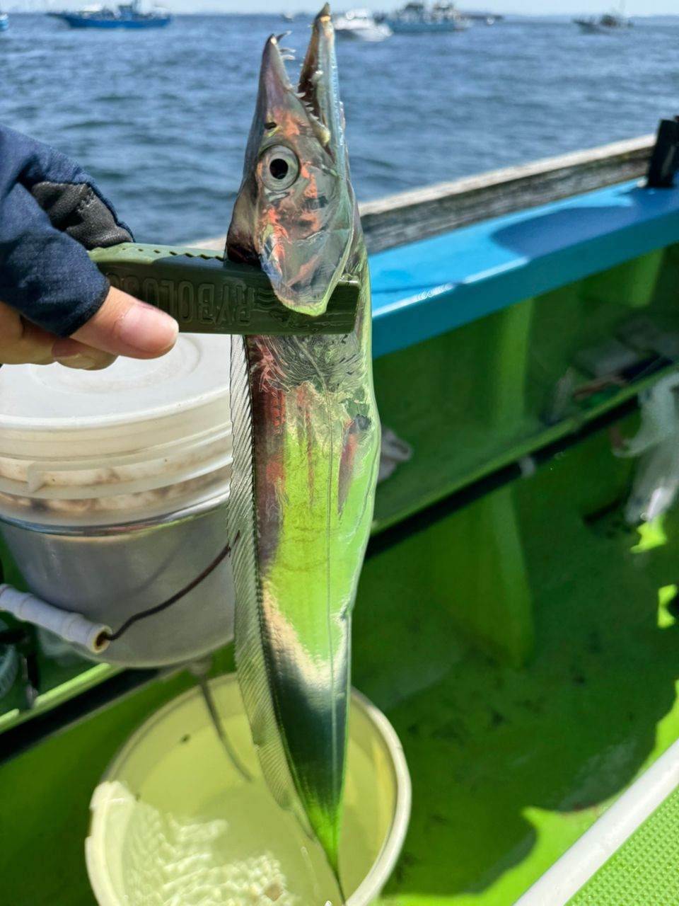 カミカゼガール＠料理好き初心者アングラーさんの釣果 1枚目の画像