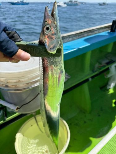 タチウオの釣果