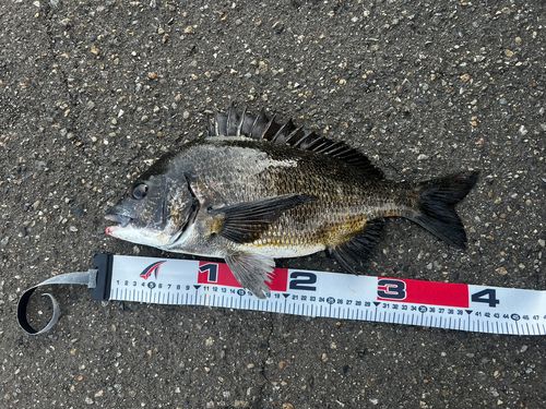 クロダイの釣果