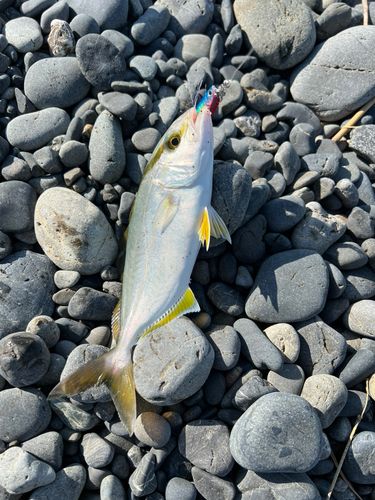 ショゴの釣果