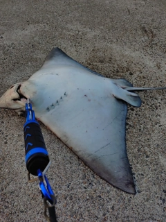 エイの釣果