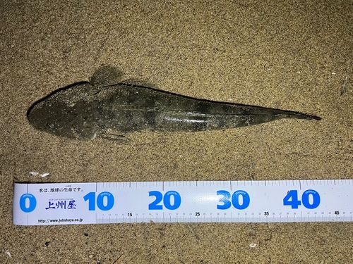 マゴチの釣果