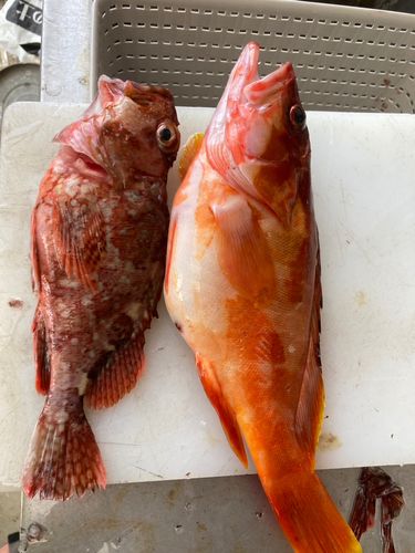 アカハタの釣果