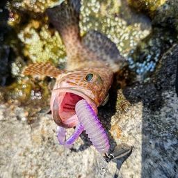 オオモンハタ