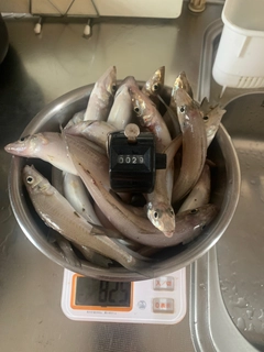 キスの釣果