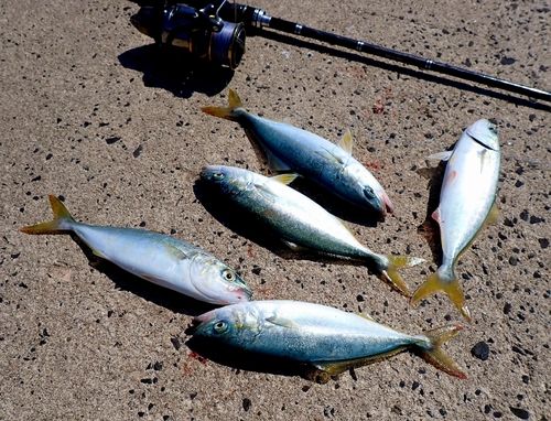 コゾクラの釣果