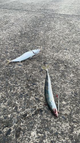 サバの釣果